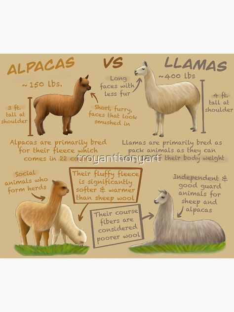 Alpaca Vs Llama, Wildlife Facts, Alpaca Farm, Dream Property, Cattle Farming, Animal Science, Goat Farming, Animal Facts, Small Farm