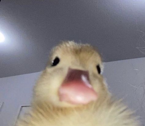 A Duck, Tag A Friend, Ducks, Good Morning, Memes, Instagram