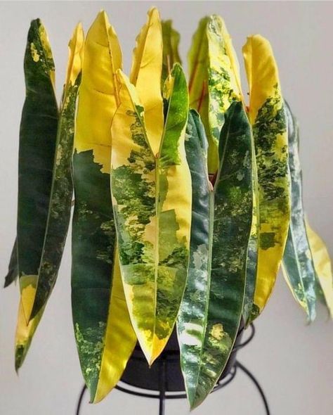 Tropical Flowering Plants, Wishlist Plants, Anthurium Plant, Alocasia Plant, Plant Goals, Philodendron Plant, Inside Plants, Variegated Plants, Unusual Plants