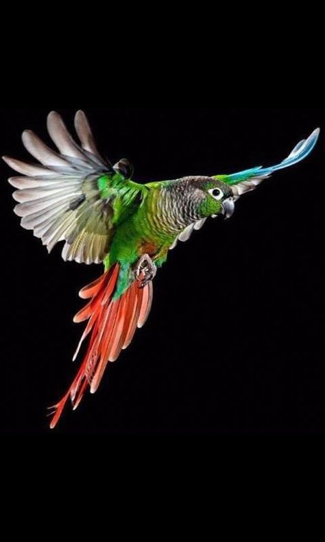 Green cheek conure Conure Tattoo, Conure Bird, Green Cheek Conure, Parrot Flying, Conure Parrots, Parrot Pet, Crazy Bird, Macaw Parrot, Kinds Of Birds