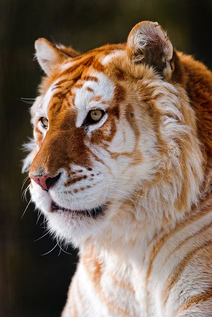 Golden Tabby Tiger, Regnul Animal, Animals Photography, Golden Tiger, Siberian Tiger, Cheetahs, A Tiger, Animal Planet, Animal Photo