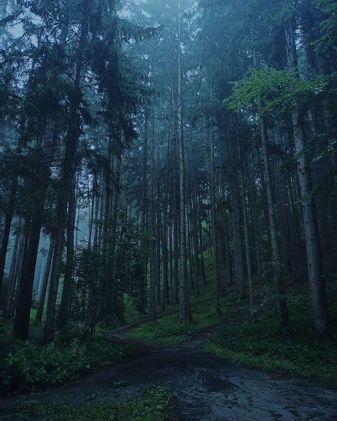 Twilight Scenery Landscapes, Dark Naturalism, Dark Forest Aesthetic, Forest Aesthetic, Dark Green Aesthetic, Dark Nature Aesthetic, Forest Path, Visual Aesthetics, Dark Photography