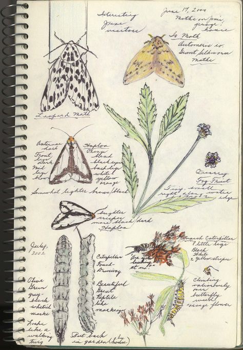 moths journal_trimmed Journal pages by FPCC naturalist Yvonne Woulfe. Journaling Organization Desk, Harry Hart, Nature Journals, Journal Nature, Botanical Sketchbook, Field Journal, Nature Journaling, Diy Buch, Nature Sketch