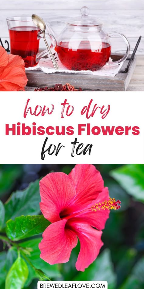 Hibiscus Recipes Food, Hibiscus Flower Uses, Hibiscus Uses, Flowers For Tea, Hibiscus Tea Benefits, Hibiscus Flower Tea, Medicinal Wild Plants, Herbal Tea Garden, Hibiscus Leaves