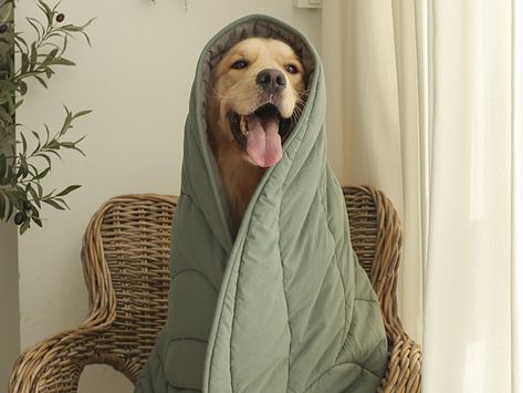 Sleep better: 7 reasons why you should give your dog a blanket year-round Dog In A Blanket, Dog In Blanket, Dog Blankets, Dog Cover, Pet Tips, Pet Hacks, Drawing Inspo, Sleep Better, Sweet Dogs