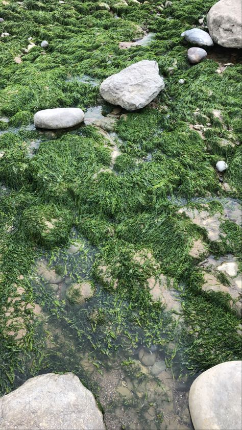 a large carpet of green seaweed covering some pale rocks on a beach. there is also a small pool of water, also with the seaweed Beach Green Aesthetic, Seaweed Aesthetic, Maori Aesthetic, Water Bungalow, Conservation Of Natural Resources, Lemon Flowers, Kelp Forest, Rocky Beach, Sea Kelp