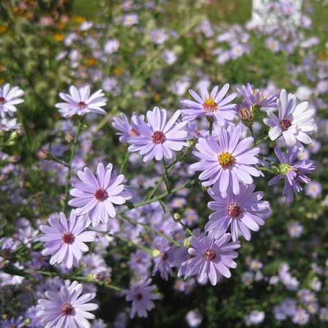 Lighten up your late-season garden with Smooth Blue Asters. This robust native species features soft periwinkle blooms with an extended bloom season - even flowering past frost. The late-season blooms are an important food source for butterflies and bees and spent flowers provide seeds for birds. Star-like flowers and smooth green foliage are a lovely addition to the late-summer garden. This perennial will harmonize beautifully with other flowers in your meadowscape. (Symphotrichum laeve) American Meadows, Spring Garden Flowers, Aster Flower, Shade Flowers, Plant Garden, Organic Gardening Tips, Wildflower Seeds, Drought Tolerant, Spring Garden