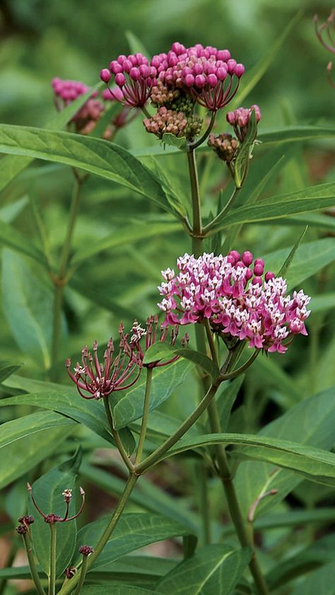 Swamp Milkweed Swamp Milkweed Plant, Illinois Native Plants Gardens, Wildflower Sleeve, Pollinating Plants, Planting Milkweed, Oklahoma Garden, November Flowers, Maine Tattoo, Maine Garden