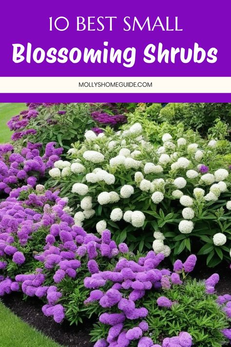 Discover a beautiful variety of best small flowering shrubs perfect for your small yard or garden. These amazing compact shrubs will add vibrancy and color, making your front yard or sunny area stand out. Whether you prefer dwarf, low-growing, or partial shade options, these flowering evergreen shrubs are sure to impress. Find the perfect short flowering shrub to enhance the look of your outdoor space today! Flowering Bushes Full Sun, Flowering Evergreen Shrubs, Small Flowering Shrubs, Daphne Shrub, Flowers That Attract Butterflies, Low Maintenance Shrubs, Flowering Bushes, Small Shrubs, Butterfly Bush