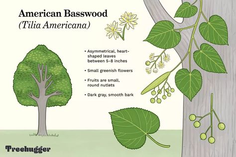 How To Identify Trees, Identify Trees, Heart Shaped Leaves, Tree Identification, Linden Tree, Plant Identification, Tree Hugger, Tree Leaves, Small Trees