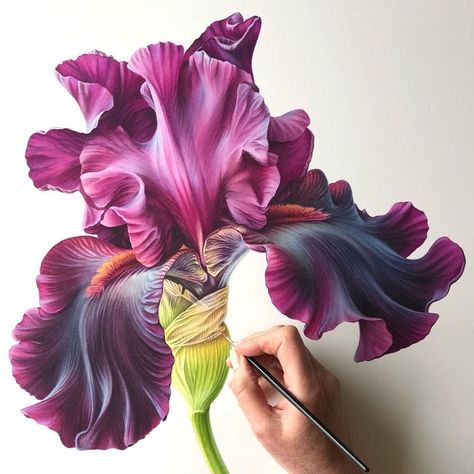 Ingrid Elias Botanical Art (@ingrid.elias_botanical.art) posted on Instagram: “Available as Art Print. Iris Germanica ‘Premier Cru’ 18x21” / 46x54cm Limited edition, only 25. Order your copy online at…” • Apr 2, 2021 at 11:06am UTC Iris Art, Iris Painting, Watercolor Flowers Tutorial, Blue Iris, Watercolor Painting Techniques, Watercolor Flower Art, Flower Artwork, Watercolor Art Lessons, Botanical Painting