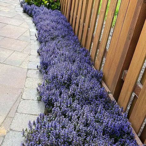 Bugleweed #groundcoverforshade #plants #flowers #decorhomeideas Groundcover Flowers, Purple Ground Cover, Ground Cover Plants Shade, Ground Cover Shade, Periwinkle Plant, Lily Turf, Ground Covers, Front Yard Garden Design, Shade Flowers