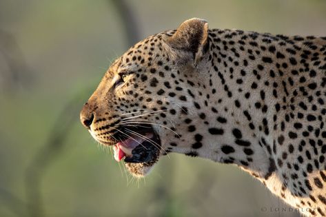 Side profiles of the Flat Rock Male Leopard // Leopards of Londolozi // Photo Credit: Sam & Mary-Jane Armacost Jaguar Side Profile, Leopard Side Profile, Side Profiles, Mami Wata, Flat Rock, Power Animal, Wild Beauty, Animal Portraits, Art Sites