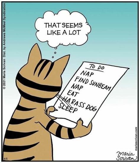 Funny Cat Cartoons, Pet Comics, Cats Funny Cartoon, Funny Kitties, Fox Trot, Spoiled Pets, Cat Cartoons, Cat Jokes, Speed Bump