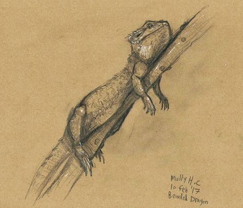 Bearded Dragon Sketch, Bearded Dragon Drawing, Bearded Dragon Tattoo, Types Of Dragons, Dragon Sketch, Toned Paper, Hiccup, Dragon Drawing, Reptiles And Amphibians