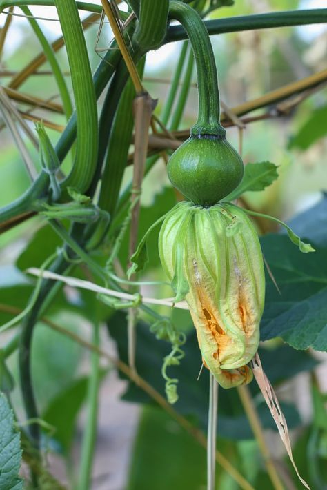 Pumpkin Growth Stages, Pumpkin Plant, Pumpkin Reading, Pumpkin Vine, Planting Pumpkins, Fall Gardening, Pumpkin Pictures, Growing Pumpkins, Plant Life Cycle