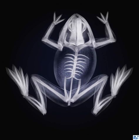 Inside of a Frog. Nick veasey X Ray Art, Xray Art, X-ray Images, 90s Wallpaper Hip Hop, X Rays, Printable Animals, Animal Bones, All About Animals, A Frog