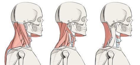 Anatomy for Artists Neck Muscle Drawings Neck Muscles Reference, Neck Muscles Anatomy Drawing, Neck Anatomy Reference, How To Draw Neck, Neck Anatomy Drawing, Proko Anatomy, Draw Neck, Anatomy Neck, How To Draw Necks