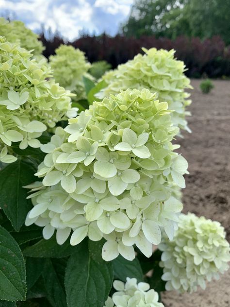 Magical Candle, Magic Candle, Hydrangea Care, Hydrangea Paniculata, Fall Florals, Candle Magic, Fall Floral, Hydrangea, Perennials