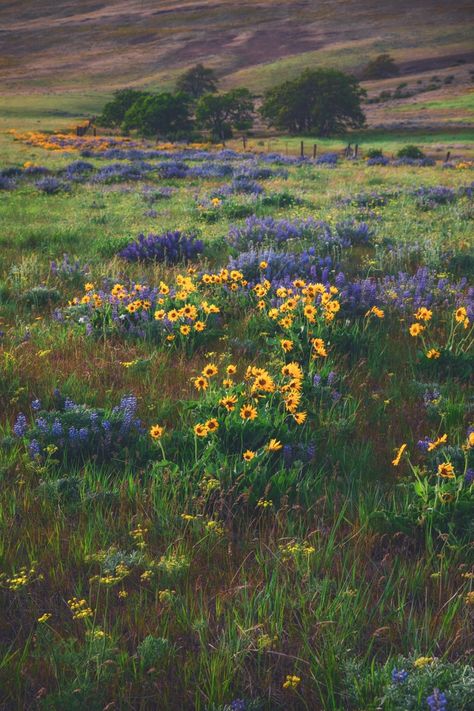 Oregon Landscape Photography, Wild Flowers Asthetics, Pnw Wildflowers, Pnw Flowers, Idaho Wildflowers, Washington Wildflowers, Oregon Wildflowers, Pnw Plants, Sky Ladder