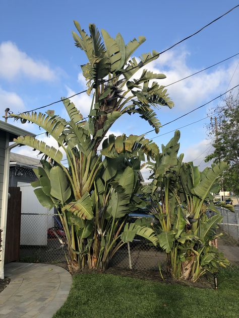 Help needed: Giant white bird of paradise care White Bird Of Paradise Landscaping, Giant Bird Of Paradise Landscape, White Birds Of Paradise Plant, White Bird Of Paradise Plant, Giant Bird Of Paradise, White Bird Of Paradise, Birds Of Paradise Plant, Outdoor Shower Enclosure, Gardening Tools Names