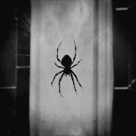 Spiders Aesthetic Dark, Goth Spider Aesthetic, Black Spider Aesthetic, Spider Astethic, Spider Aesthetic Dark, Spiders Aesthetic, Spider Pfp, Spider Black And White, Shadow Spider