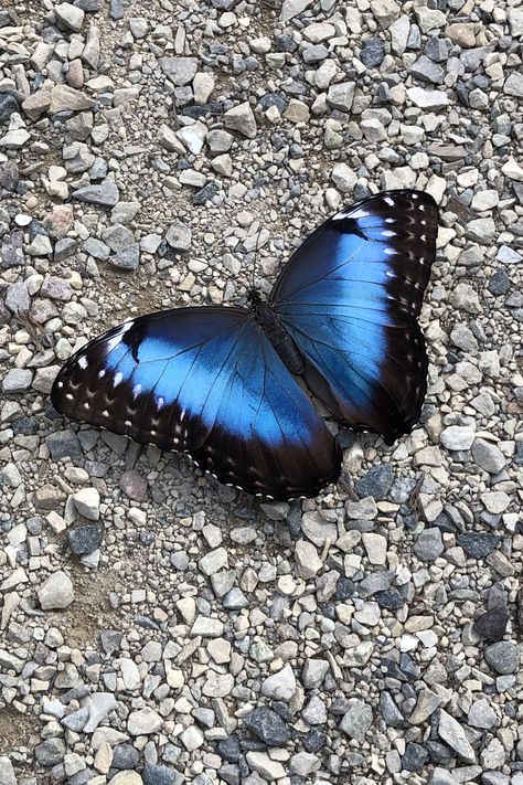 Blue Morpho Butterfly Aesthetic, Blue Butterfly Aesthetic, Morpho Azul, Blue Butterfly Wings, Paris Travel Photography, Beautiful Butterfly Photography, Butterfly Art Painting, Blue Morpho Butterfly, Paris Wallpaper