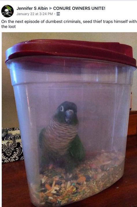 Budgie Tips, Budgie Food List, Birds Memes Funny, Bird Memes Funny, Conure Parrots, Parakeet Memes Hilarious, Funny Parrots, What Dogs, Bird Care