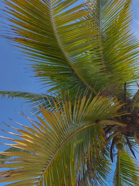 Palmera, cielo, aesthetic, fondo de pantalla Cielo Aesthetic, Fotos Aesthetic, Plant Leaves, Collage, Plants, Pins