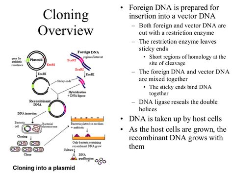 Restriction Enzymes Notes, Molecular Basis Of Inheritance, Dna Ligase, Dna Cloning, Microbiology Notes, Recombinant Dna, Rna Polymerase, Dna Technology, Study Biology