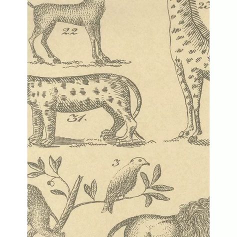 Ark - Parchment | Kravet Andrew Martin, Baby Rooms, Cloud Wallpaper, Fabric Houses, Wallpaper Calculator, Wallpaper Online, African Animals, Animal Wallpaper, Kids Wallpaper