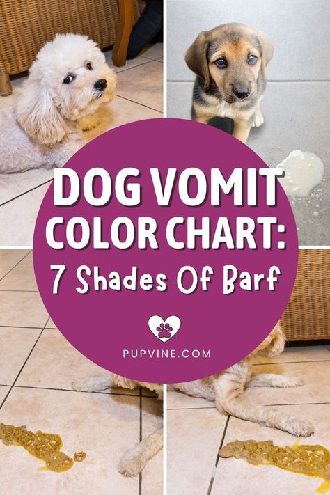 This dog vomit color chart shows what your dog's vomit looks like at each stage of the process, from green to black. Dog Vomit, Dog Health, Color Chart, The Process, Green Colors, Puppies, Shades, Dogs, Green