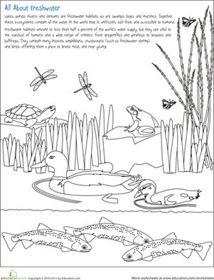 Earth Day Second Grade Nature Life Science Worksheets: Color the Freshwater Habitat Worksheet Fresh Water Animals, Wetlands Activities, Habitat Worksheet, Animal Habitats Preschool, Second Grade Worksheets, Worksheets For 2nd Grade, Pond Habitat, Habitat Activities, Nature Lessons