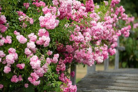 Rambling Roses Ideas, Rambling Rose Trellis, Iceberg Climbing Rose, Roses Climbing, Rambling Roses, Fast Growing Shrubs, Pruning Roses, Rooting Roses, Eden Rose