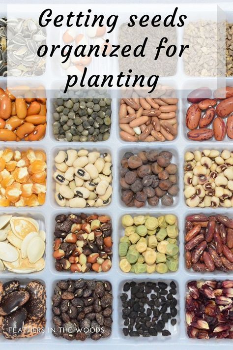 Seed Storage Organization, How To Store Seeds, Organize Seeds, Plant Advice, Saving Seeds, Frugal Gardening, Beginner Gardening, Vegetable Harvest, Seed Storage