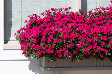 A well-designed window box can be the crowning glory of your full-sun garden. Discover low-care container flowers that thrive in all regions. Window Box Flowers For Sun, Full Sun Planters, Railing Flower Boxes, Planter Boxes Flowers, Summer Planting, Full Sun Garden, Fall Window Boxes, Balcony Flower Box, Full Sun Flowers