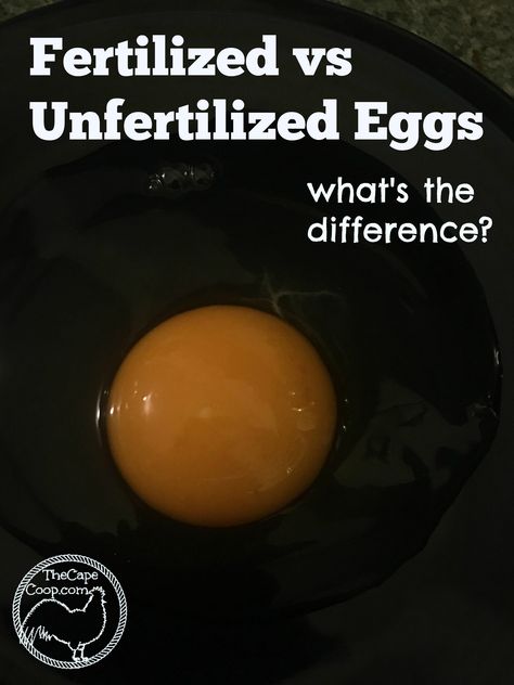 Fertilized vs Unfertilized Eggs - The Cape Coop Raising Turkeys, Best Egg Laying Chickens, Chicken Incubator, Meat Birds, Egg Laying Chickens, Urban Chickens, Chicken Health, Backyard Poultry, Keeping Chickens