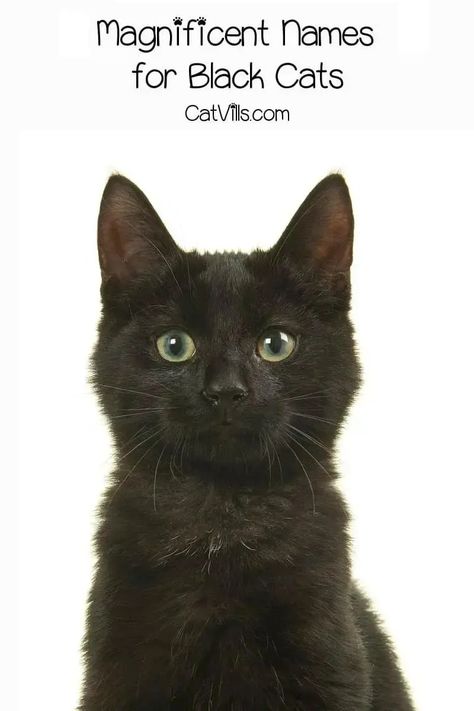 Unique Black Cat Names That Will Suit Your Stealthy Companion 8 Witchy Names, Black Cat Names, Girl Cat Names, Unique Cat Names, Funny Cat Names, Cute Cat Names, Creepy Kids, Rare Cats, Cute Black Cat