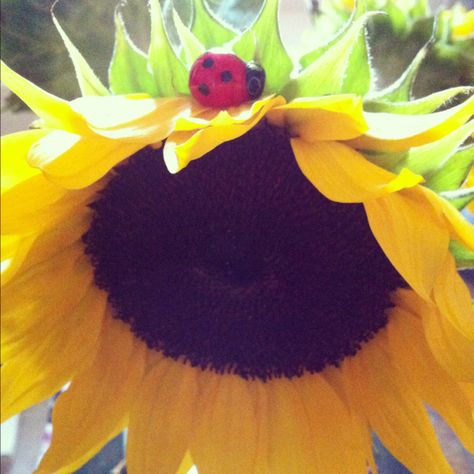 my two favorites. lady bug is not real but the flower is (pic taken with iphone). Sunflower Colors, Sunflower Tattoos, Happy Flowers, Unusual Flowers, Lady Bug, Black Eyed Susan, Diy Plants, Young Living Essential Oils, Spring Garden