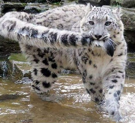 Black Snow, Söt Katt, Pretty Animals, Silly Animals, Cute Wild Animals, Large Cats, Snow Leopard, Cute Kittens, Leopards