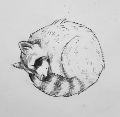 Sketch. Insta| @kleevia Kyle Ferrin, Racoon Tattoo, Raccoon Drawing, Raccoon Tattoo, Mama Tattoo, Sleeping Drawing, Raccoon Art, Sleeping Animals, Western Artwork