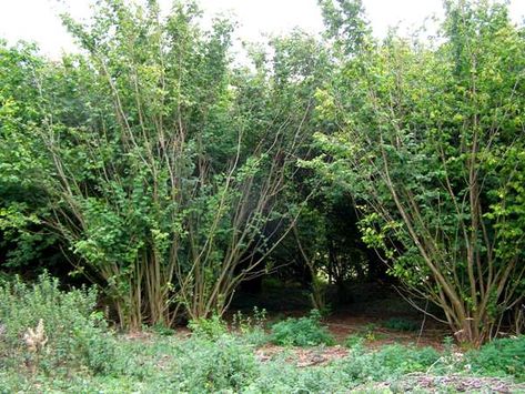 Hazel Tree, Corylus Avellana, Spring Trees, Growing Trees, Spring Tree, Leaf Flower, Tree Shapes, Fence Panels, Growing Tree