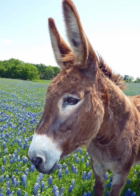 Donkey Images, Mules Animal, Donkey Drawing, Xmas Images, Suffolk Sheep, Cute Donkey, Inspiring Pictures, Texas Bluebonnets, Sheep Art