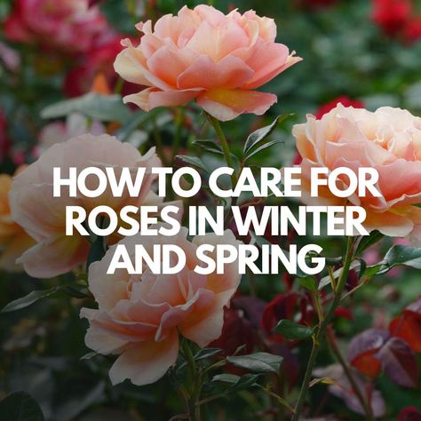 How to Care for Roses in Winter and Spring How To Winterize Rose Bushes, Rose Bush Care, Container Roses, Rooting Roses, Spring Snow, Short Plants, Rose Care, Rose Varieties, Types Of Roses