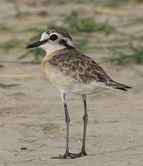 Plover Bird Drawing, Sand Piper Bird, Piper Bird, Sand Piper, Birds Photos, Shore Birds, Coastal Birds, Hummingbird Pictures, World Birds