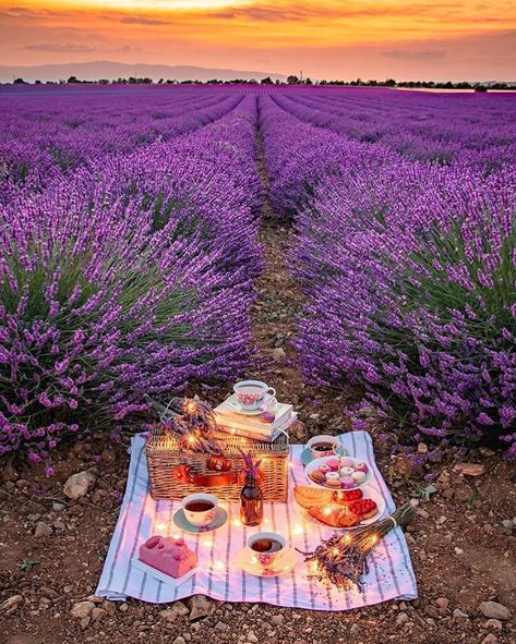 William Ashley China on Instagram: “A beau-tea-ful lavender field picnic with @mirandakerr “Everyday Friendship” 😍 📸: @bakemetoparis 💜 Where do you want to picnic?” Lavender Photography, Lavender Fields Photography, Picnic Inspiration, Lavender Aesthetic, Romantic Picnics, Forest Girl, Lavender Field, Tulip Fields, Fields Photography