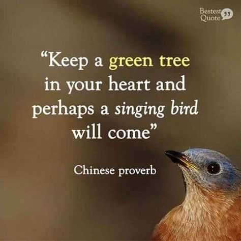 “Keep a green tree in your heart and perhaps a singing bird will come.” Chinese proverb – BestestQuote Save Birds Quotes, Quotes About Birds Nature, Bird Quotes Inspirational Short, Quotes On Ego, Nature Lover Quotes, Singing Quotes, Eckhart Tolle Quotes, Ego Quotes, Bird Quotes