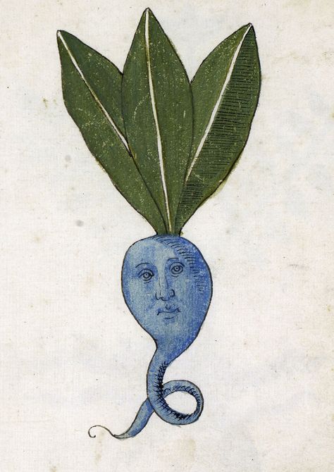 discarding images — blue root herbal, Italy 15th century Philadelphia,... Art Bizarre, Blue Roots, Medieval Drawings, Northern Italy, Old Book, Medieval Art, 15th Century, Cthulhu, Nature Prints