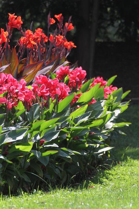 Canna Landscaping Ideas, Cana Flowers Plants, Canna Flower Bed, English Garden In Florida, Canna Planter Ideas, Canna Lily Landscaping Ideas, Cannas Flowers, Cannas Plant, Lily Garden Ideas