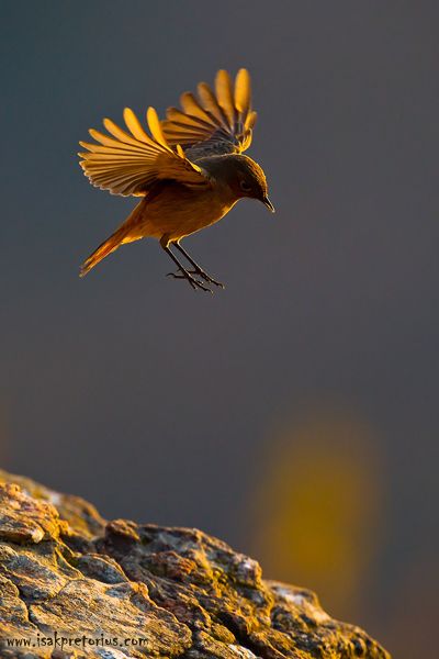 Photo Animaliere, Bird Flying, All Birds, Pretty Birds, Bird Photo, Colorful Birds, Little Birds, Birds Of Prey, Birds Flying